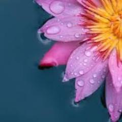 phallondgreat's profile picture. 