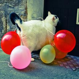 Hay dos pasiones en mi vida, y una de ellas, es tener una fiesta de cumpleaños para el. El gato de mi perfil es chancho. Mi hijo