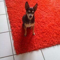 luigivazquez2's profile picture. 