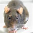 Cole Cavanaugh - @69RatBoy69 - Twitter