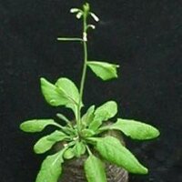 Carmen Fenoll (@cfenoll_uclm) 's Twitter Profile Photo