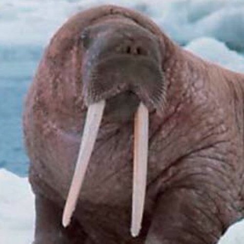 hornywalrus's profile picture. I like walruses :3