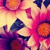 carmen_bc's profile picture. 