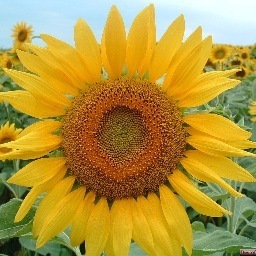 seashel24's profile picture. Teacher, lifelong learner, friend, sister, daughter, student, Auburn grad, exerciser, explorer