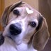 Barbara (@bdchristo) Twitter profile photo