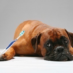 DivineDentalSF's profile picture. 