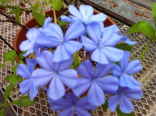 wellesleyite's profile picture. 