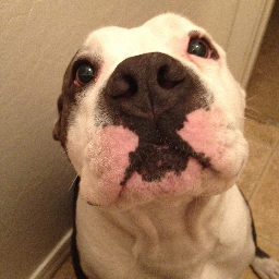 Online Pet Pin Board for pet enthusiasts everywhere. Show your pet love now