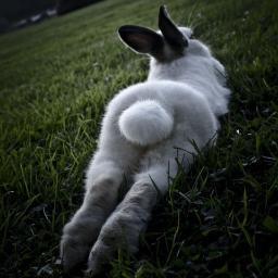 KiskaMurrr's profile picture. 