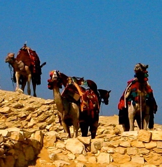 cultoftravel's profile picture. Mostly sedentary atm. Interests: cats, culture, travel, economy, politics, sci fi, art, etc.