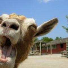 Princess__Alexa's profile picture. I'm a bear in the wind