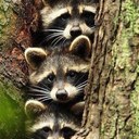 Cathy Hardin - @cammancan - Twitter