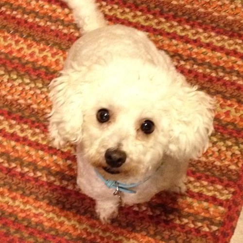 pamelaherzig's profile picture. 