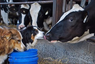 Islandfarming's profile picture. Dairy farming on Vancouver Island,BC, Canada. Home of Silvermaple Holsteins