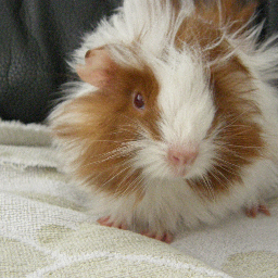Hi, I'm a Hairstylist/Cosmetician that Luvs Horses, Guinea Pigs, SciFi. I just want everyone to know how Wonderful Cavies are. My Guinea pigs are my stars.