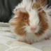 Dawn & Cavies (@Guineapigs4ever) Twitter profile photo