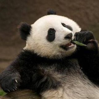 l_yumei's profile picture. Loves figure skating, tennis, shopping. Huge fan of Patrick Chan, Yuna Kim, Caroline Zhang, Williams sisters, Rafael Nadal. Studying English & Chinese now. 日籍华人