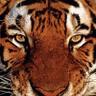 firetiger7's profile picture. Student