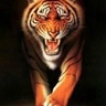 Krishankj's profile picture. Richard Parker here, the events post my escape and the world
