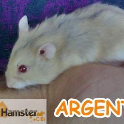 HamsterCibi's profile picture. 