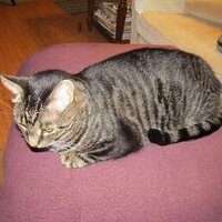 Liz Zivanov (@cranmer49) 's Twitter Profile