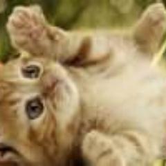 babykittycatprr's profile picture. has home adopted 10-17-12 by @XLegitFauxX  my awsome owner things i love laying on her lap and my catlitter box and food @YoItsFakeJoe  named me 10-17-12
