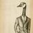 GooseFowl's profile image