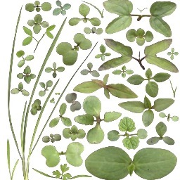 #新顔雑草，「田んぼや水辺でみられる植物の芽生えハンドブック」 「身近な雑草の芽生えハンドブック1改訂版」「身近な雑草の芽生えハンドブック2」 「植調 雑草大鑑」全農教 https://t.co/IqD5I4fbOb 「農業と雑草の生態学-侵入植物から遺伝子組換え作物まで-」 文一総合出版 「原色雑草診断防除事典」農文協