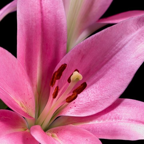 mjmhoogland's profile picture. 