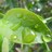 hanadi1434's profile image