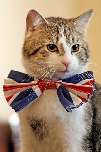The Downing st Cat. Chief mouser of number 10.