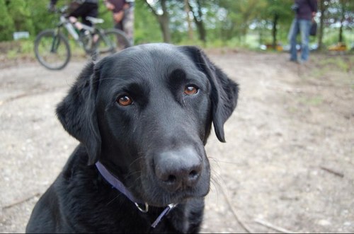 rolotheblackdog's profile picture. Nurse, mum and ecologist. Education is everything...
