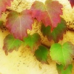 ksmhappy's profile picture. 다섯개의 공을 굴리는 저글링 처럼
일, 가족, 건강, 친구, 영혼(자기)를  잘 돌아가게 
하루하루 잘 소중히 잘 보내자