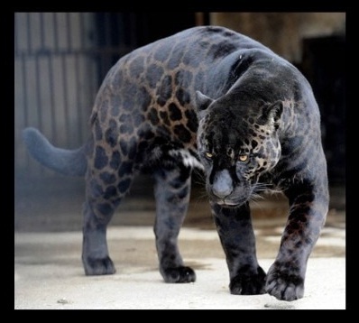 JhPBaldiel's profile picture. TOEFL // KTW // Music