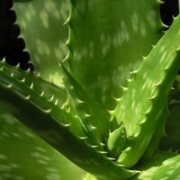 Vida Natural (@todoplantas) 's Twitter Profile