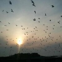 いぬねこ (@white_action_ja) 's Twitter Profile