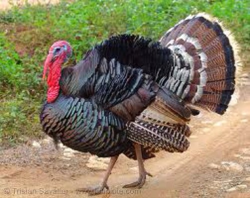 turkeyandham81's profile picture. All things turkey
