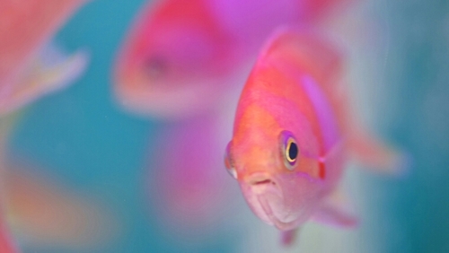 Casual Fish Talk