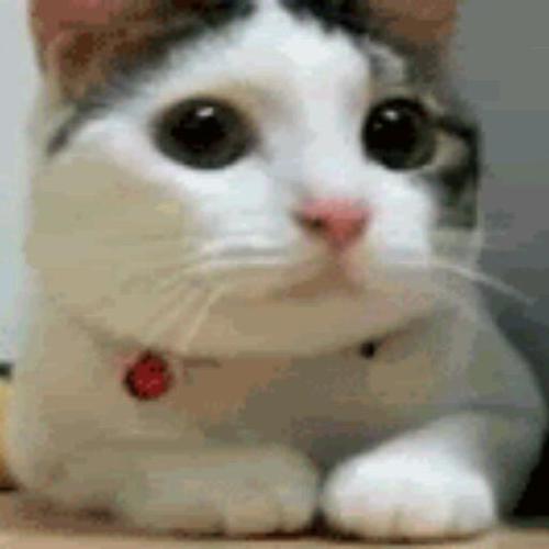 I Ams Cat Food Malaysia I Ams Cat Food Malaysia