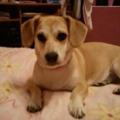 i'm dog , i love my mommy @paulinamatys2 Tweet:Midnight,King,Budders,Voodoo,Tyler,Follow:Tyler,Voodoo,King,Budders,Midnight RT:King,Budders,Vooddoo,Midnight