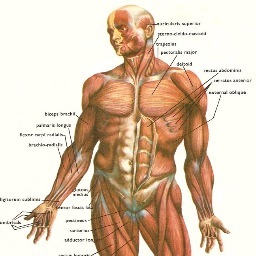 TipsOnLifting's profile picture. Daily info on weight training brought to you by two kinesiology students at respected and accredited universities.