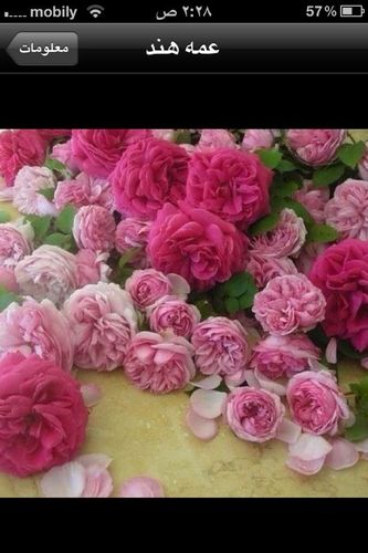 اللهم احيني في المدينه وتوفني فيها وارزقني فيها سكنا رغيدا واجعلني اهلا لسكناها