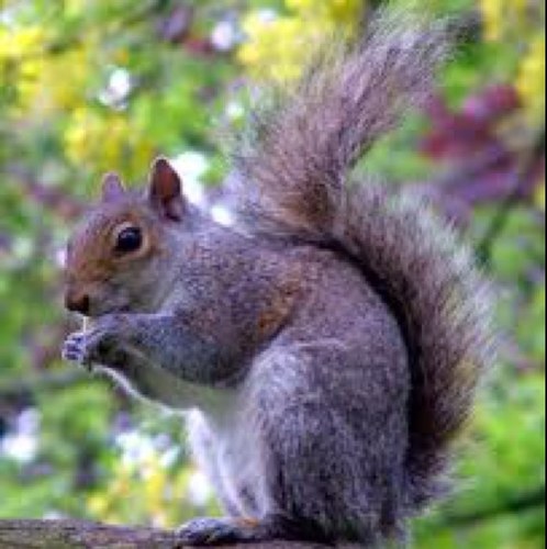 squirrel_ud's profile picture. 