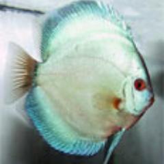 Discus Fish Hatchery selling high quality discus fish in the USA.