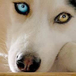 CAECAET's profile picture. 