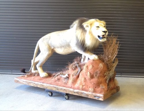 WORLD CLASS: Big Game Trophy Mount & Western Auction October 19 & 20, 2012.  Will Rogers Memorial Center in Ft. Worth,TX https://t.co/wA443FGmGu