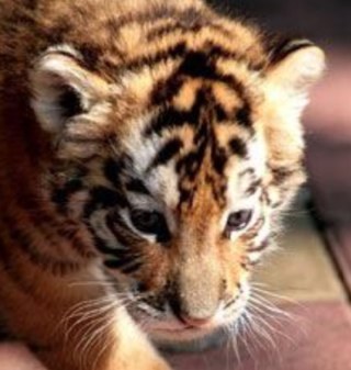 im a tiger rawr lmao