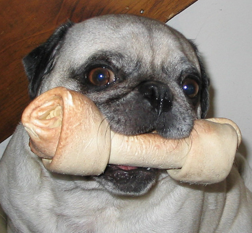 buddythepug's profile picture. 