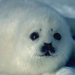 Alex_Yo78's profile picture. ₪ ø lll ·o. You ₪ ø lll ·o.