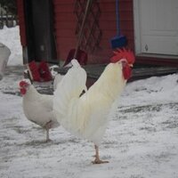 Greg Leichter (@gregleichter) 's Twitter Profile